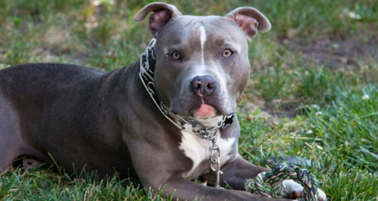 Las preocupantes razones para nunca adoptar un Pit Bull