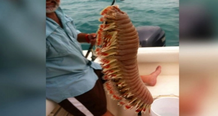 10 fotos que te harán dudar de nadar en el mar