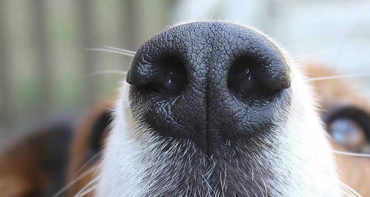 Estos 10 errores que cometes diariamente que reducen la vida de tu mascota