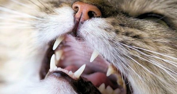 Estos 10 errores que cometes diariamente que reducen la vida de tu mascota