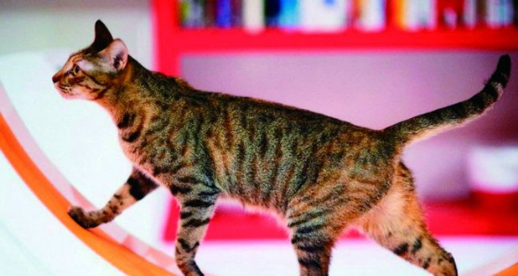 Estos 10 errores que cometes diariamente que reducen la vida de tu mascota