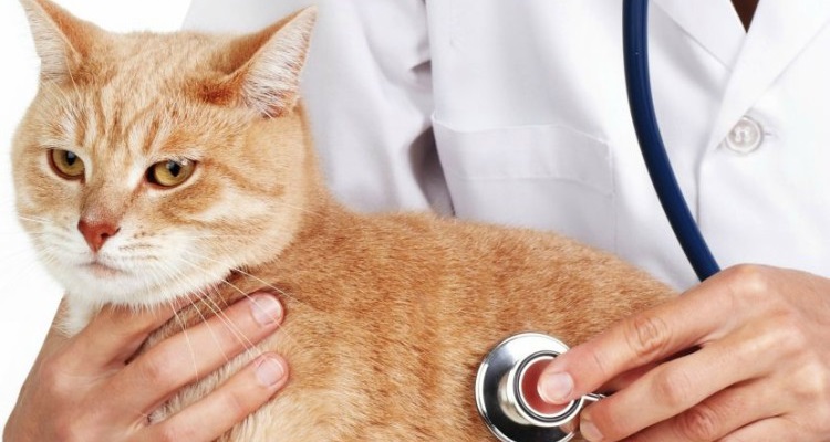 Estos 10 errores que cometes diariamente que reducen la vida de tu mascota