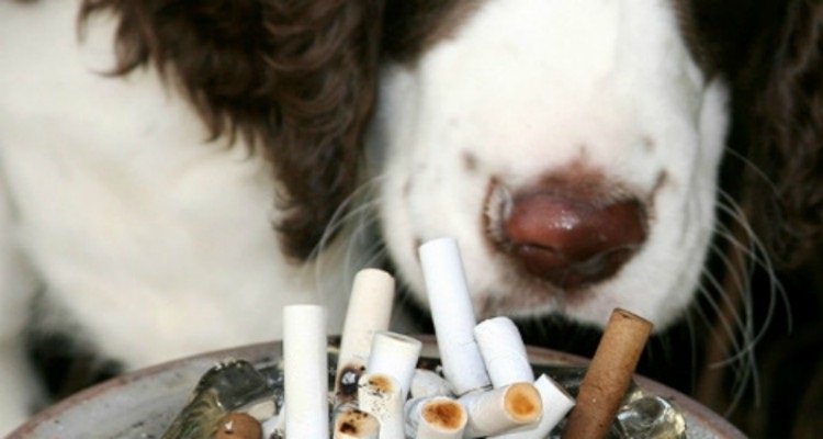 Estos 10 errores que cometes diariamente que reducen la vida de tu mascota