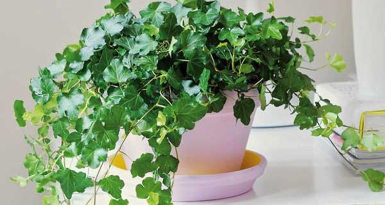 Plantas de interior que te ayudan a dormir mejor