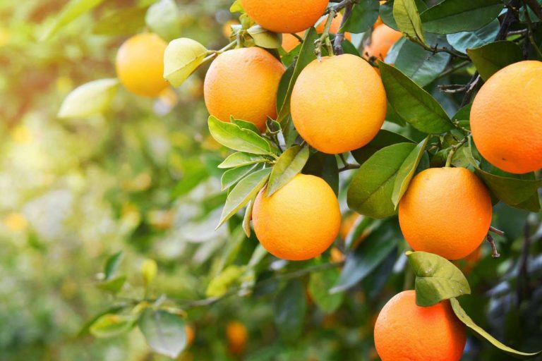 ¿Cuáles son los beneficios del consumo de naranjas frescas? Sabor a Naranjas