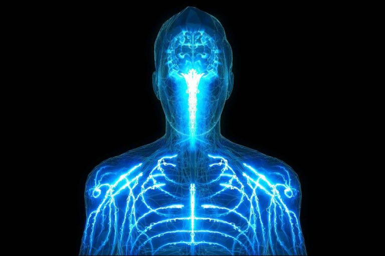 Atlasdeanatomía.com ayuda a conocer todas las partes del cuerpo humano de la mano