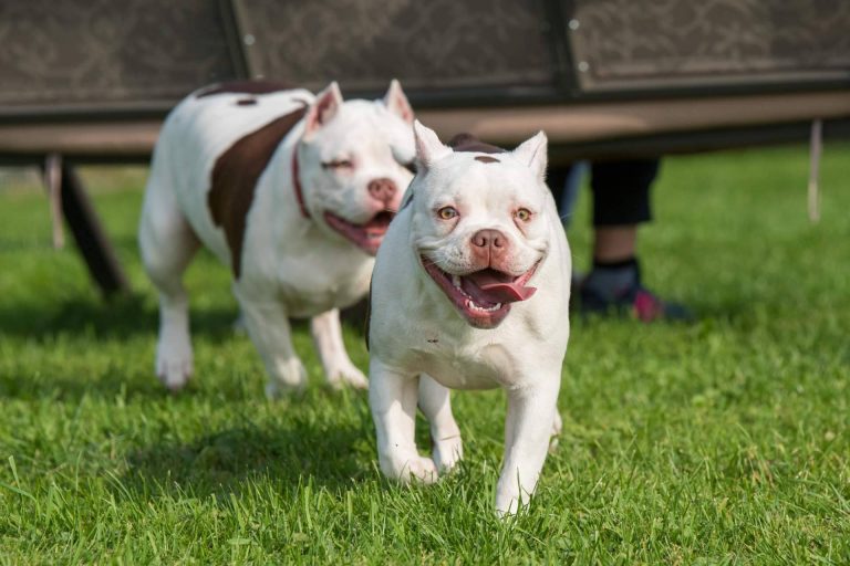 Cachorros del Valle apuesta por la cría responsable de perros en Toledo