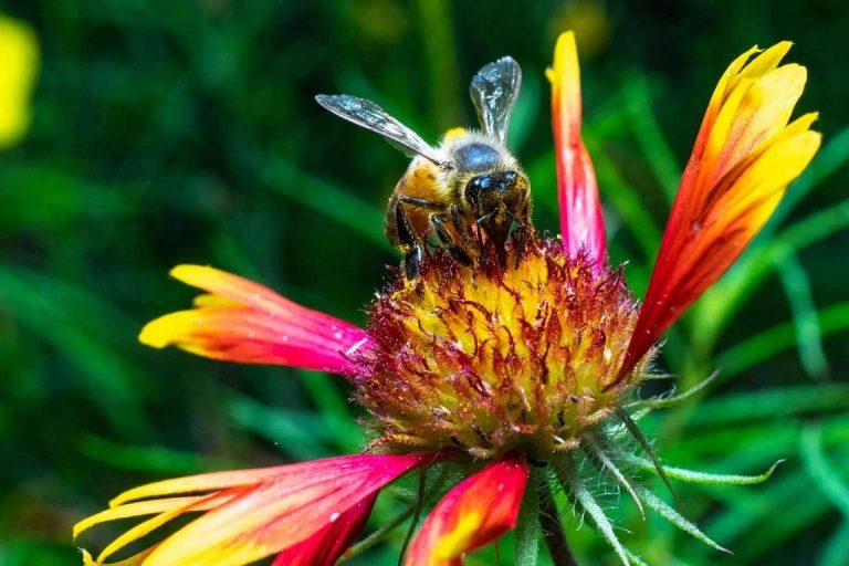 La lucha contra el cambio climático desde el pequeño pueblo de Saceruela, la apuesta de Ecoescuela