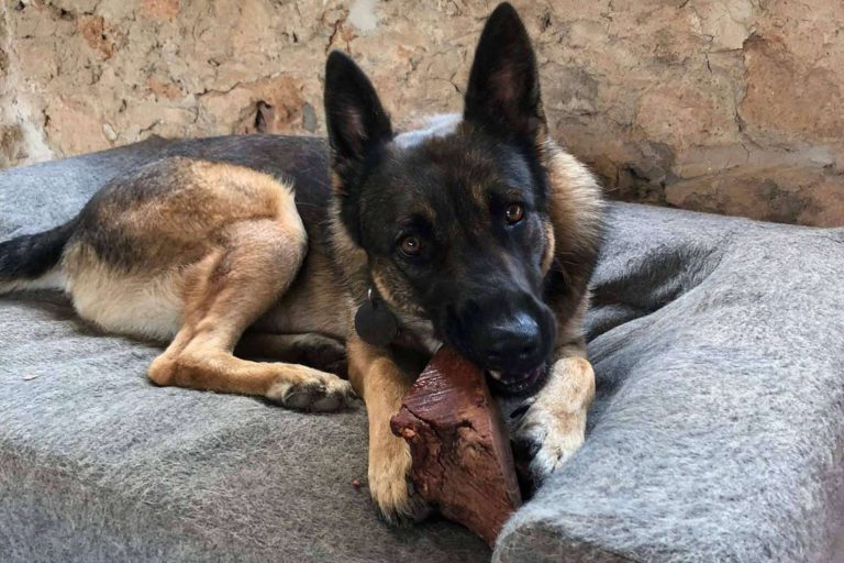 ¿Por qué optar por los snacks saludables para perros?, por CRU