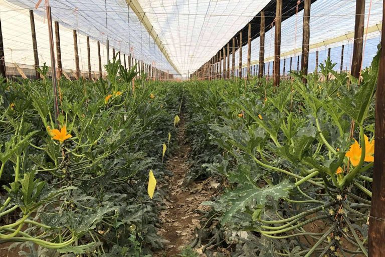 ¿Dónde encontrar una de las empresas referentes en fertirrigación? ITC Dosing Pumps