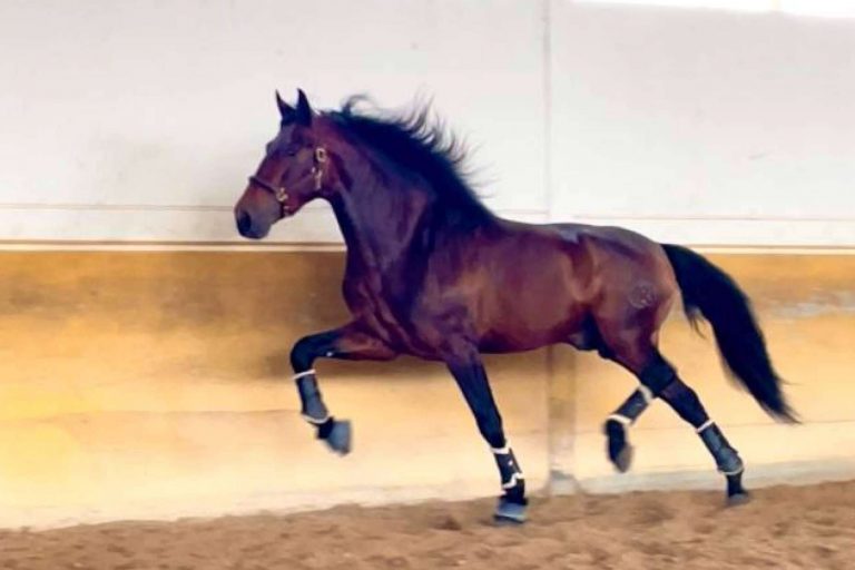 La empresa Yeguada La Pajarita se encarga de la venta de caballos en Albacete