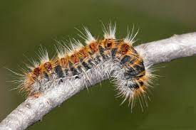 Cómo eliminar las orugas procesionarias del jardín