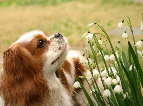 Qué trámites debes cumplir cuando tu mascota fallece