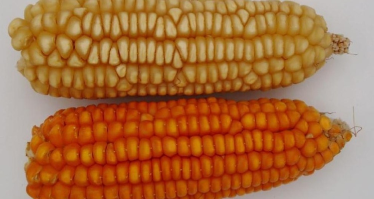 Cómo saber si estas frutas o verduras son transgénicas