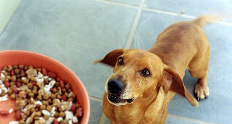 Estos 10 errores que cometes diariamente que reducen la vida de tu mascota
