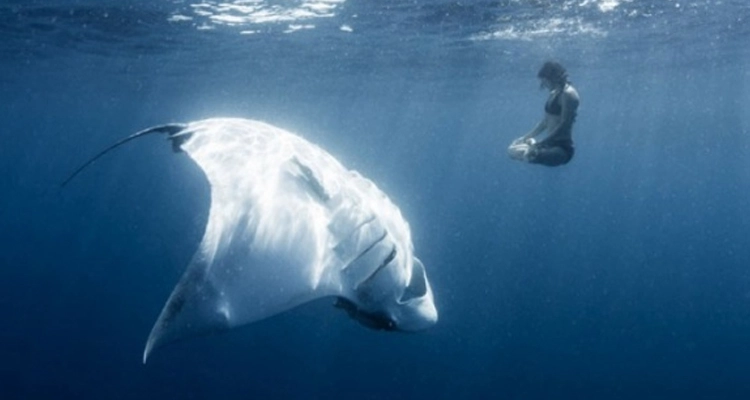 10 fotos que te harán dudar de nadar en el mar