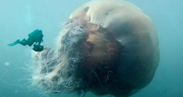 10 fotos que te harán dudar de nadar en el mar