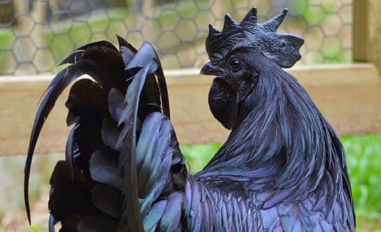 Gallinas con huevos negros y otras cosas sorprendentes que nos da la naturaleza