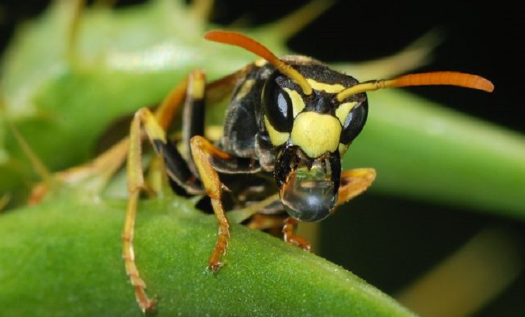 Estas son las 10 picaduras más dolorosas del mundo