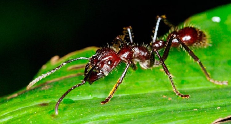 Estas son las 10 picaduras más dolorosas del mundo