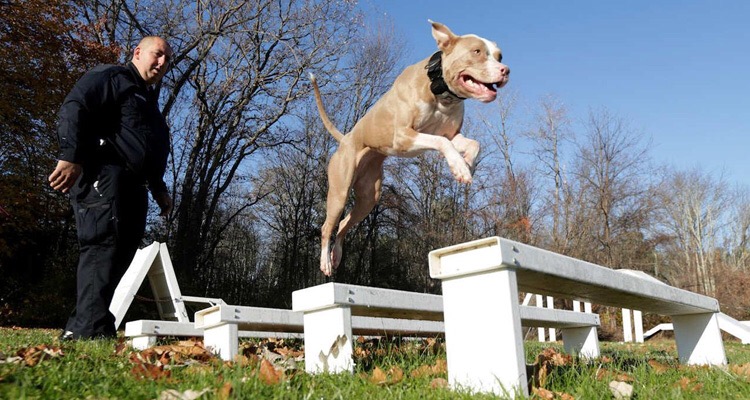 Las preocupantes razones para nunca adoptar un Pit Bull