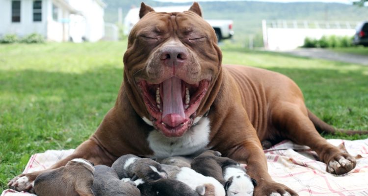 Las preocupantes razones para nunca adoptar un Pit Bull