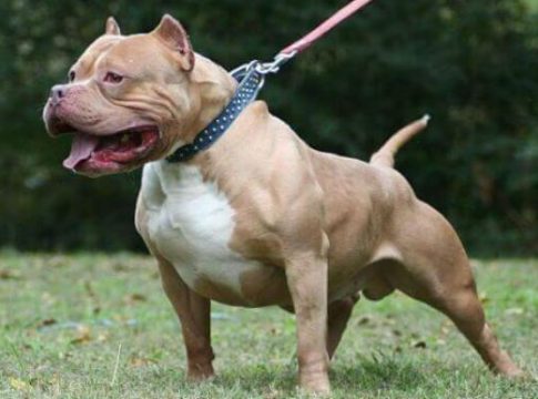 pitbull-2 Las preocupantes razones para nunca adoptar un Pit Bull