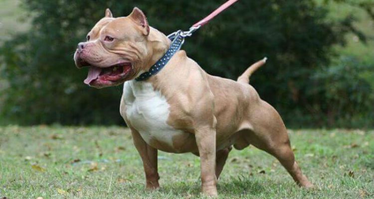 Fotos de Pit Bulls mezclados con razas increíbles