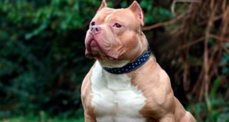 Las preocupantes razones para nunca adoptar un Pit Bull