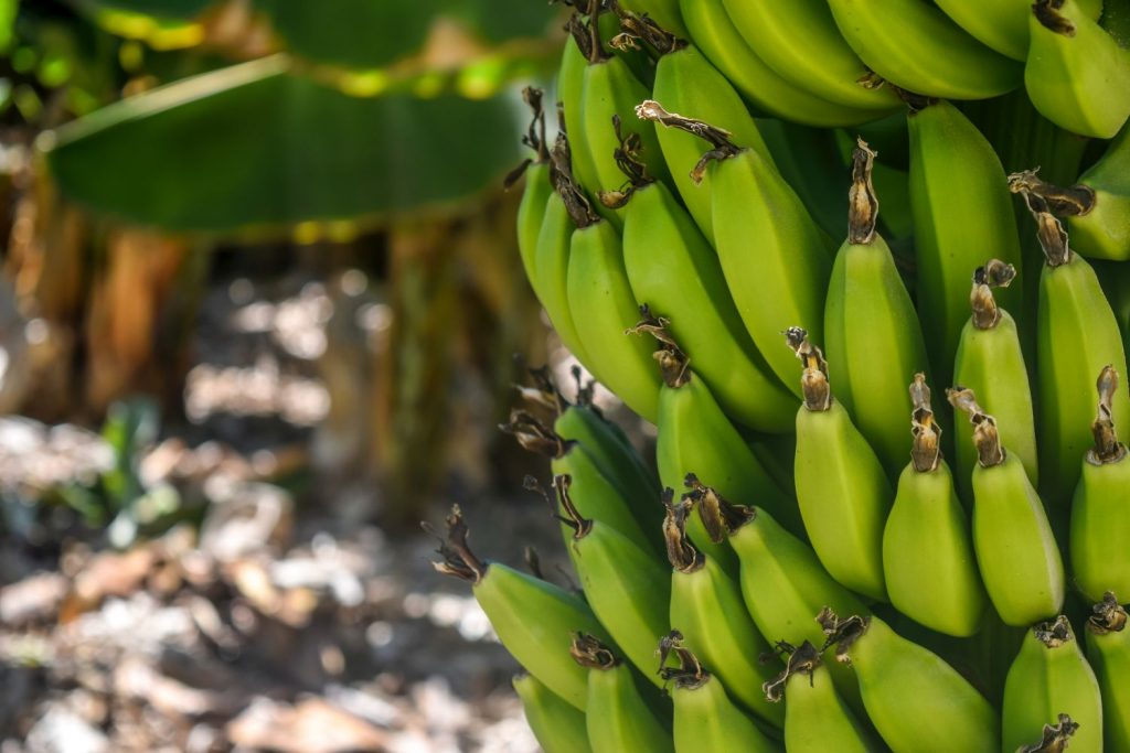 Plátanos o bananas: ¿Qué es mejor?