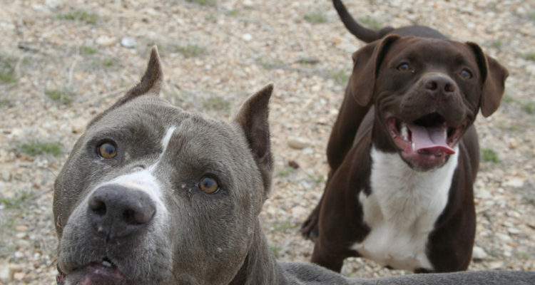 Las preocupantes razones para nunca adoptar un Pit Bull