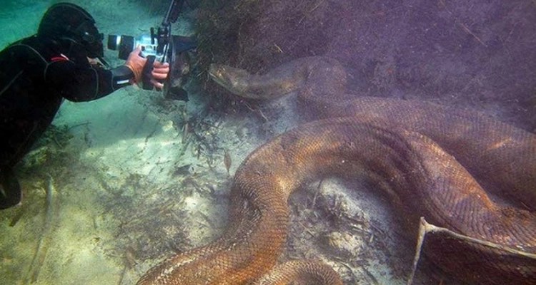 10 fotos que te harán dudar de nadar en el mar