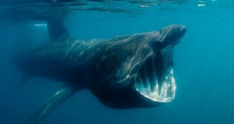 10 fotos que te harán dudar de nadar en el mar