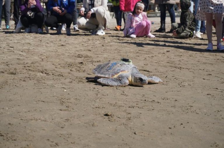 La tortuga Paz regresa al mar arropada por niños refugiados ucranianos