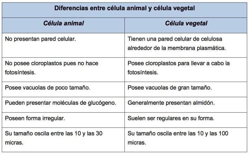 ¿Cómo se hacen los cuadros comparativos?