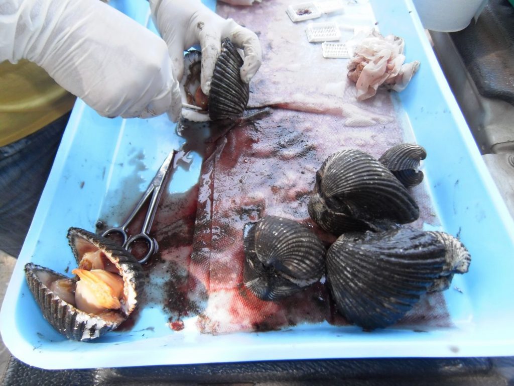 El número de calorías que tiene una lata de berberechos