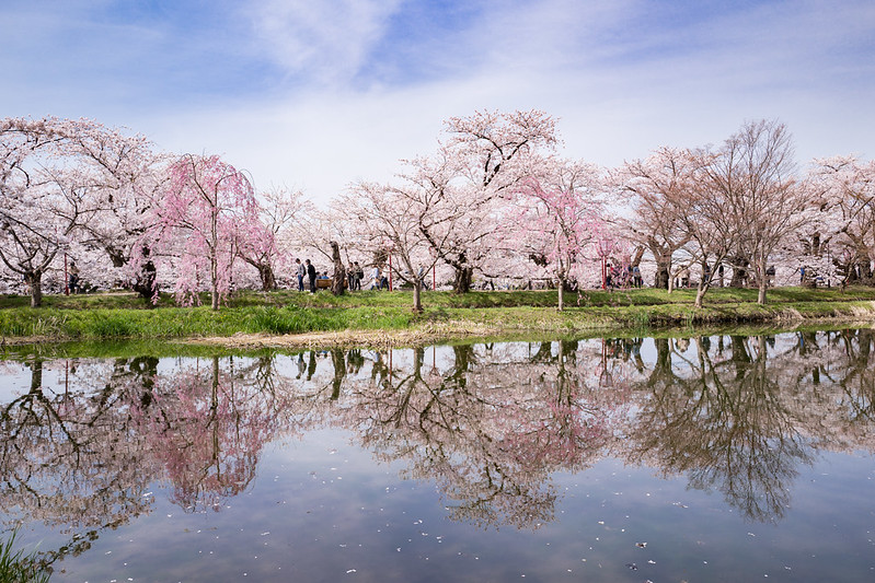 Cinco lugares de Japón que te dejarán sin habla para disfrutar de la floración del sakura 3 Hirosaki Park