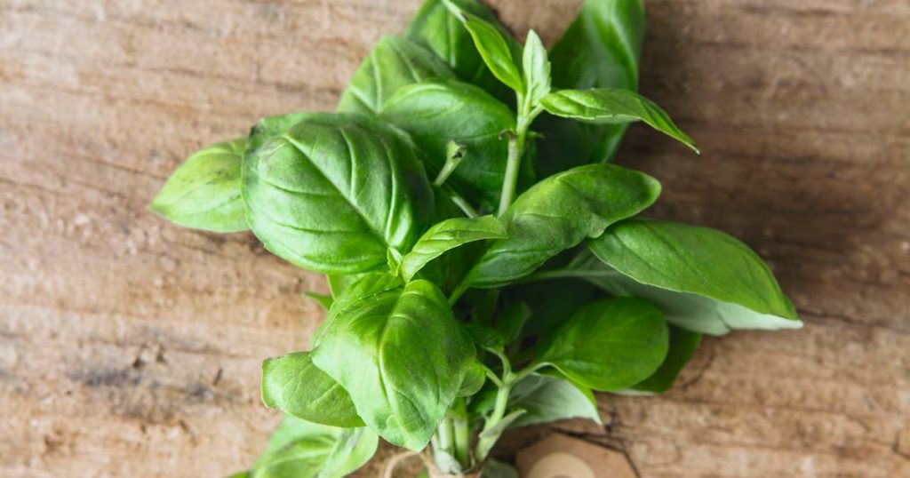 Con esta planta en la ventana no entrarán moscas ni mosquitos 15 Albahaca