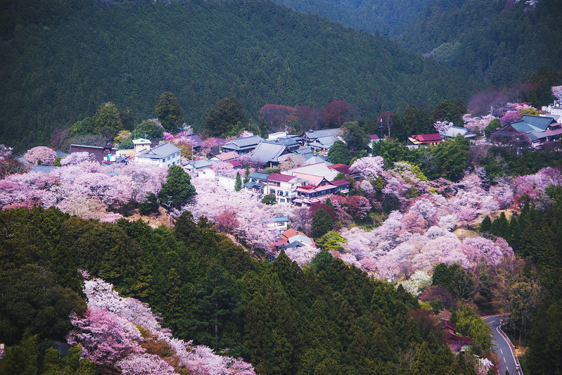 Cinco lugares de Japón que te dejarán sin habla para disfrutar de la floración del sakura 4 Mt Yoshino Sakura