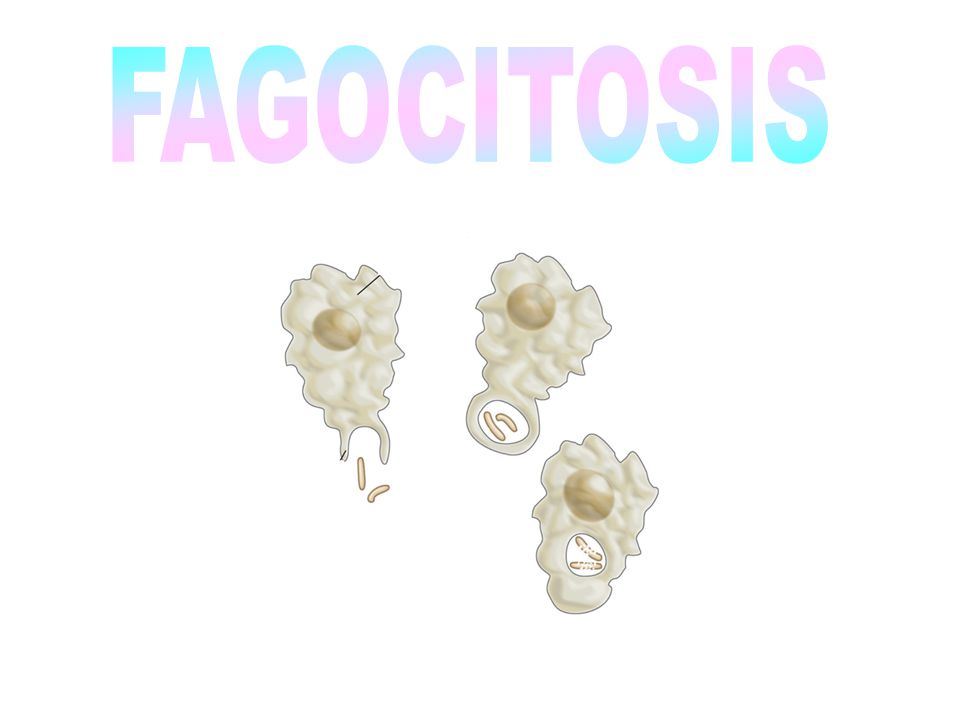 Qué es la fagocitosis 1 ¿Qué es la fagocitosis?