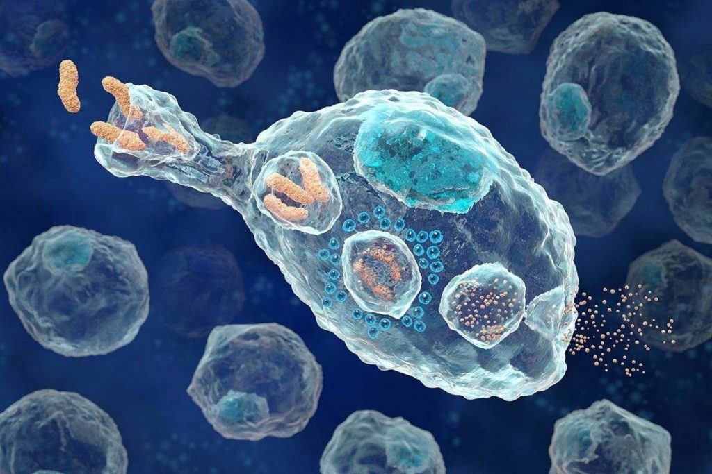 Qué es la fagocitosis 2 ¿Qué importancia tiene el proceso de fagocitosis para el cuerpo humano?