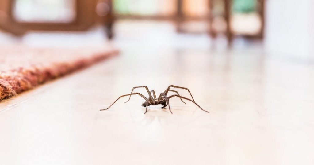 Qué hacer si te pica una araña 139 ¿Cuál es la alimentación de la araña?