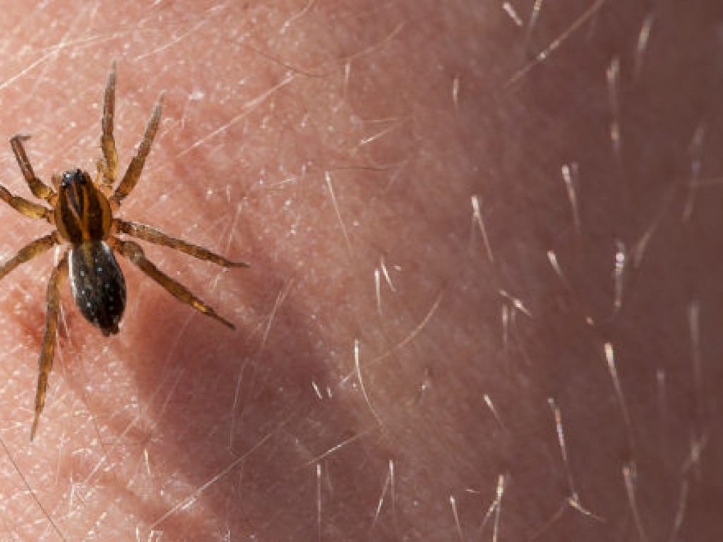 Qué hacer si te pica una araña 140 ¿Cómo se reproduce la araña?