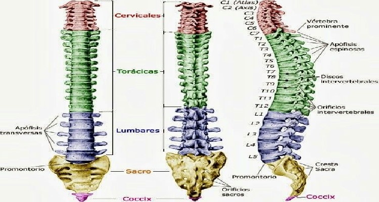 Estos son los defectos del cuerpo humano