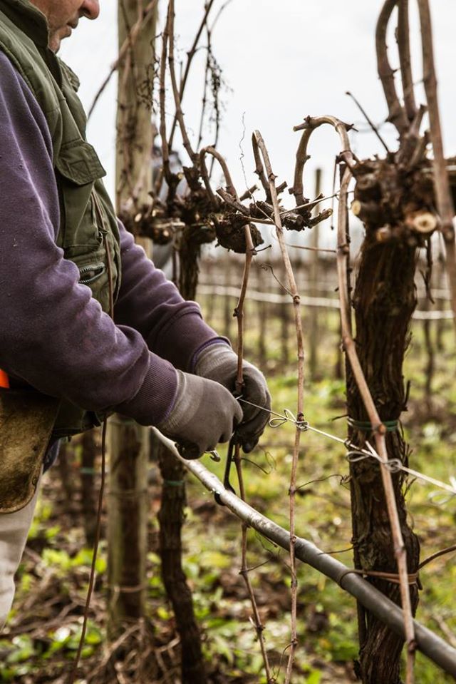Stelle & Fortuna, los vinos espumosos italianos ideales para el buen tiempo 32 Vino de calidad