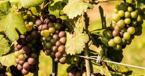 Vino de calidad