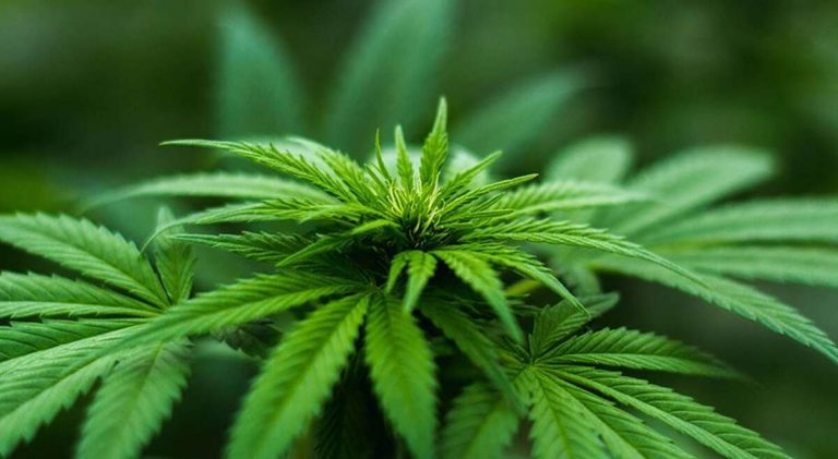 Efectos beneficiosos para tu salud de consumir marihuana