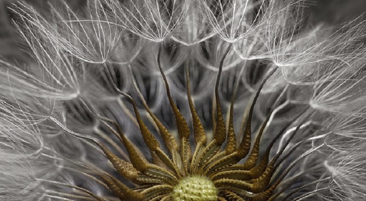 Las fotos macro más impactantes del mundo