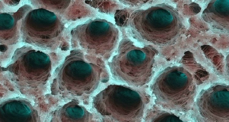 Cosas alucinantes vistas bajo un microscopio