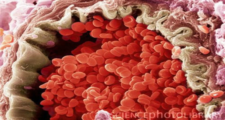 Cosas alucinantes vistas bajo un microscopio